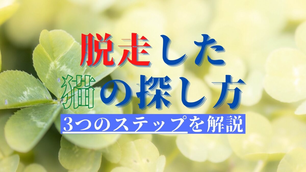 タイトル：脱走した猫の探し方｜3つのステップで解説