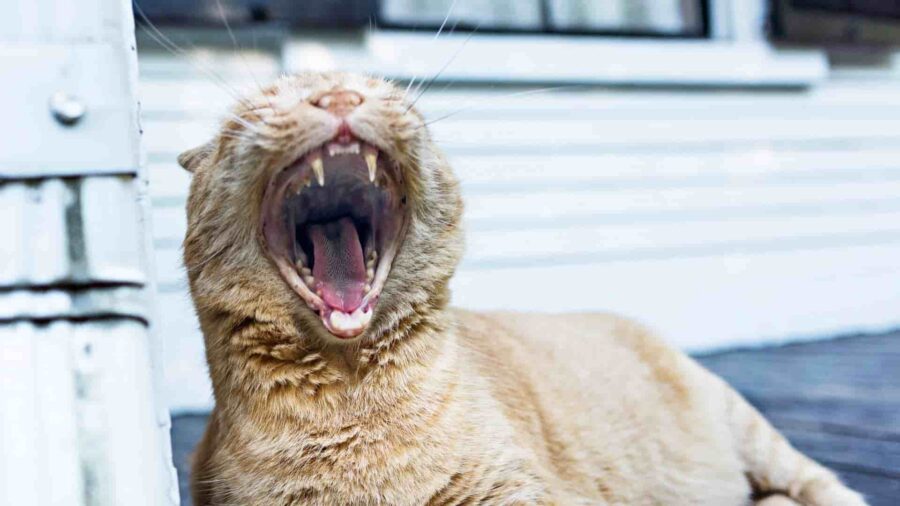 口を大きく開けている猫