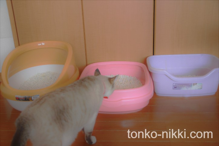 並んでいる3つの猫トイレの前でうろうろする猫