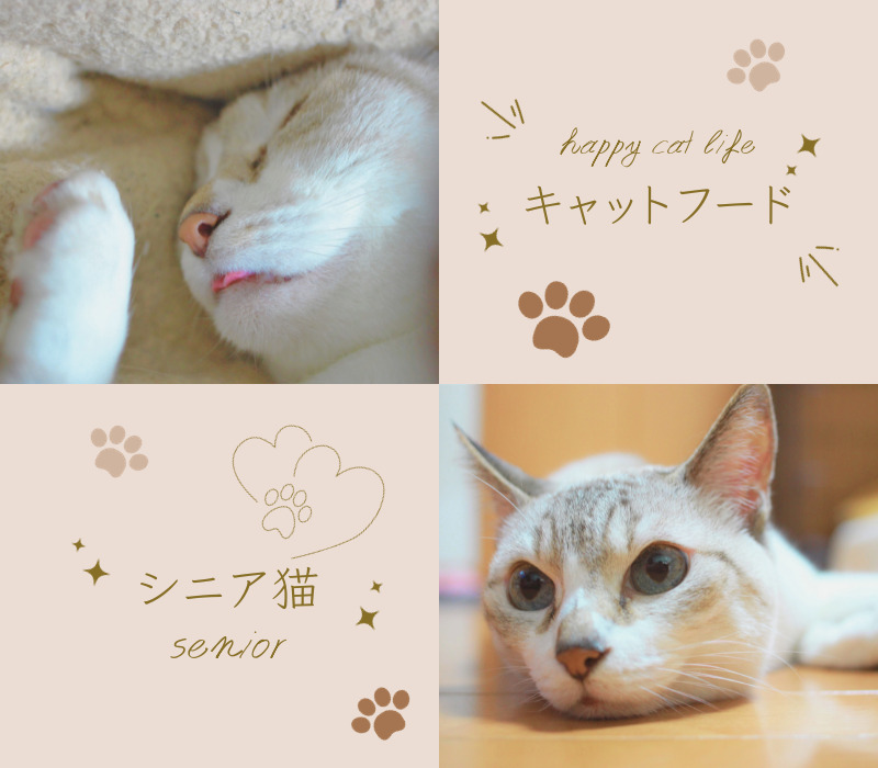 シニア猫に最適！高齢猫に評判のおすすめキャットフードと選び方