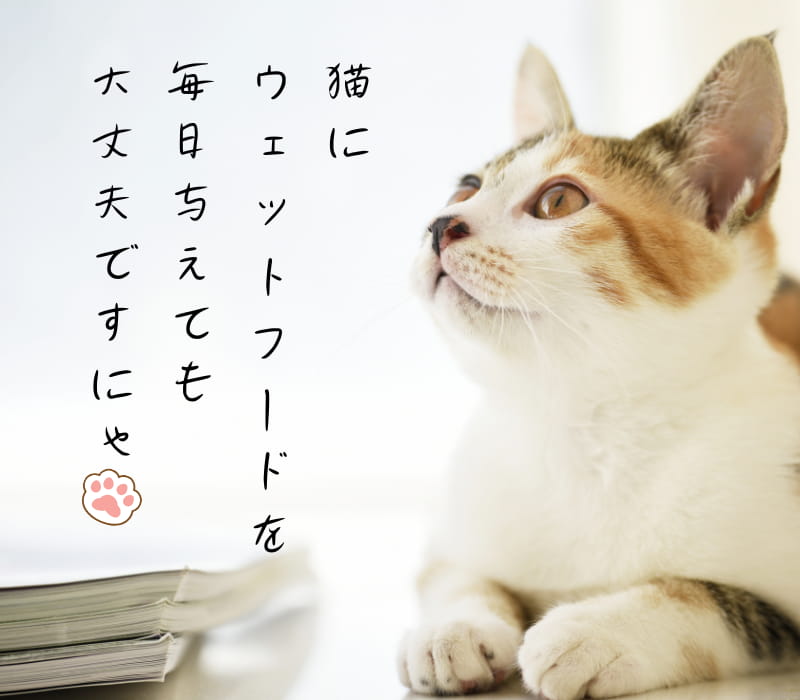 【条件付きでOK】ウェットフードを猫に毎日与えていい理由【重要】